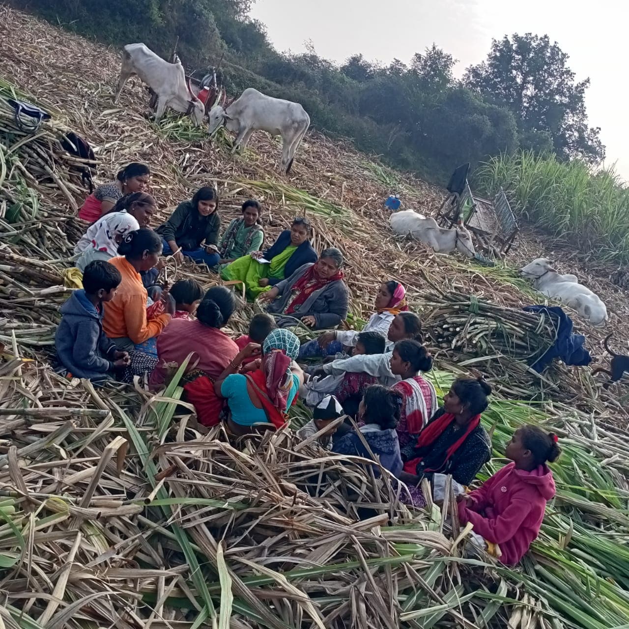 Workers and children resting together in a harvested cane field