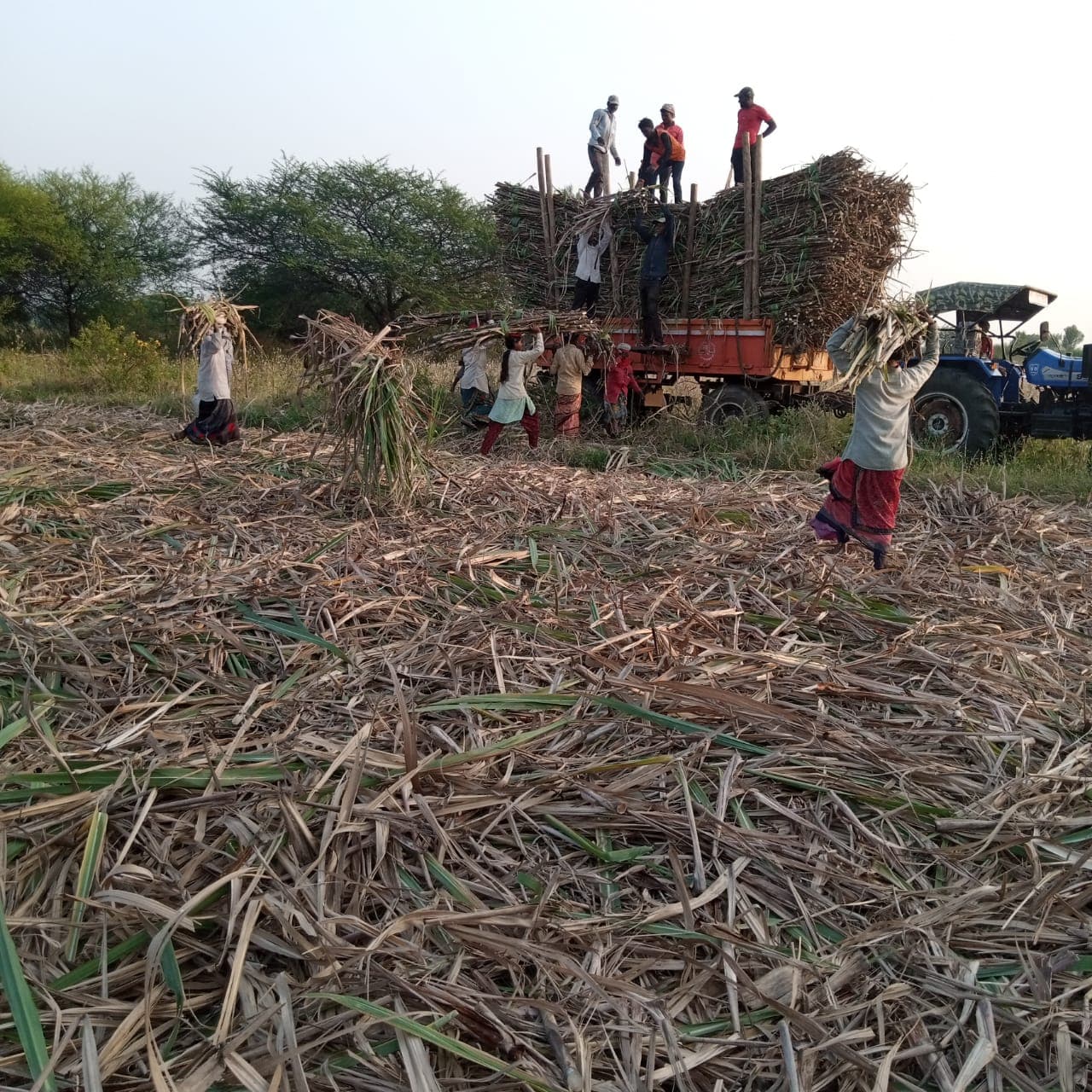 Workers loading heavy sugarcane onto a truck at harvest