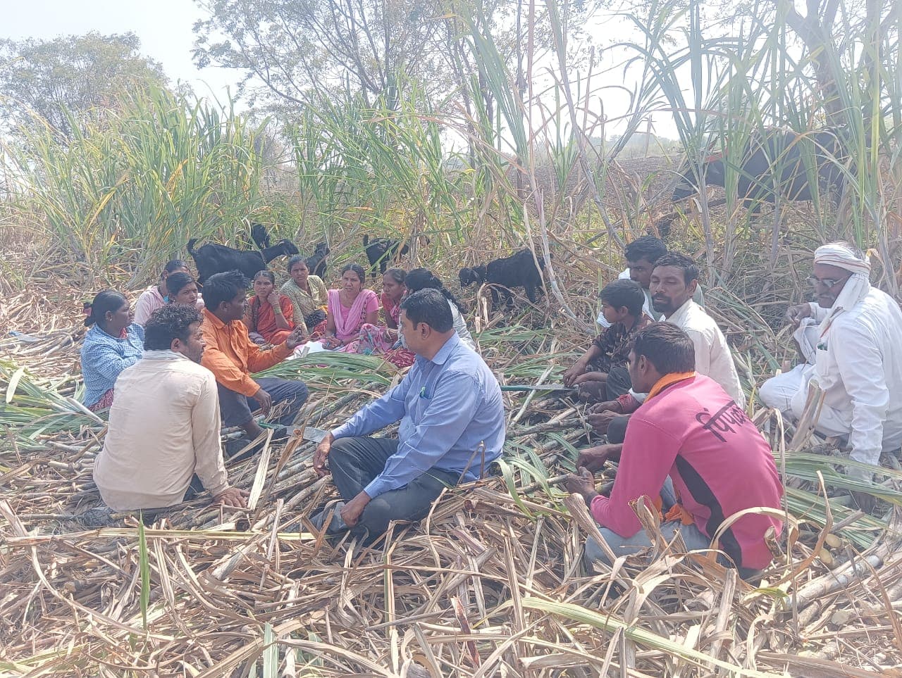 Field organisers meeting with cane workers among the crop